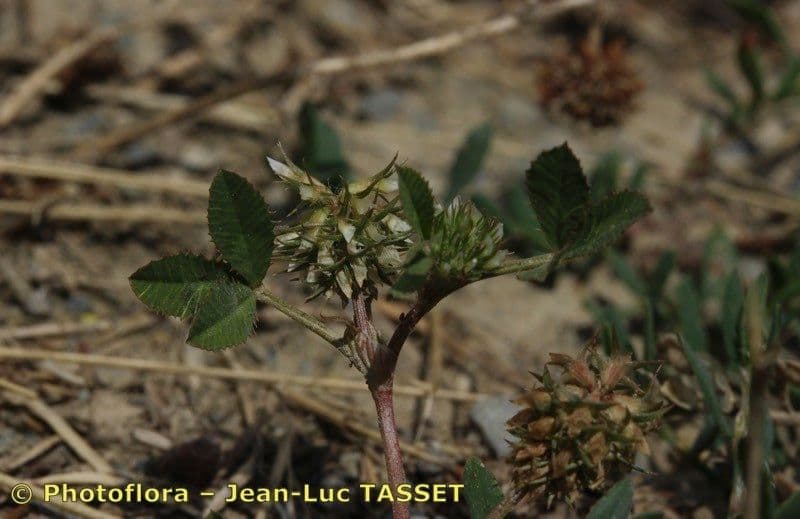 Teasel clover 3