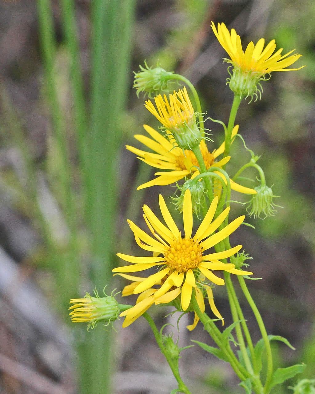 Chrysopsis