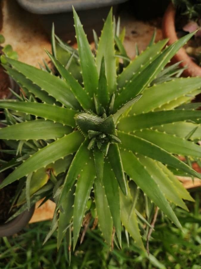 Dyckia 13