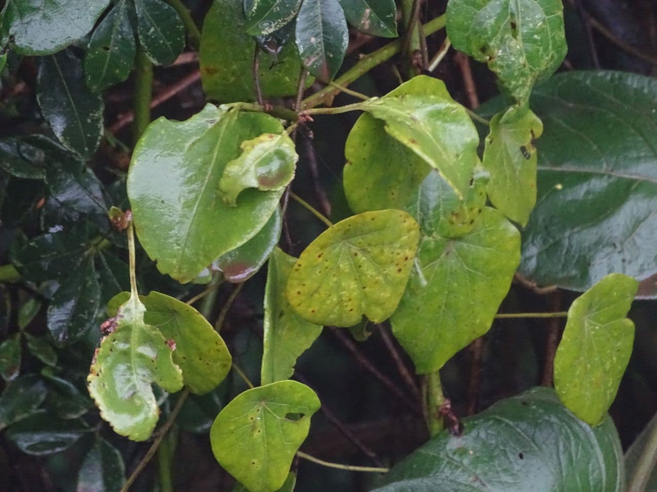 Dombeya 2