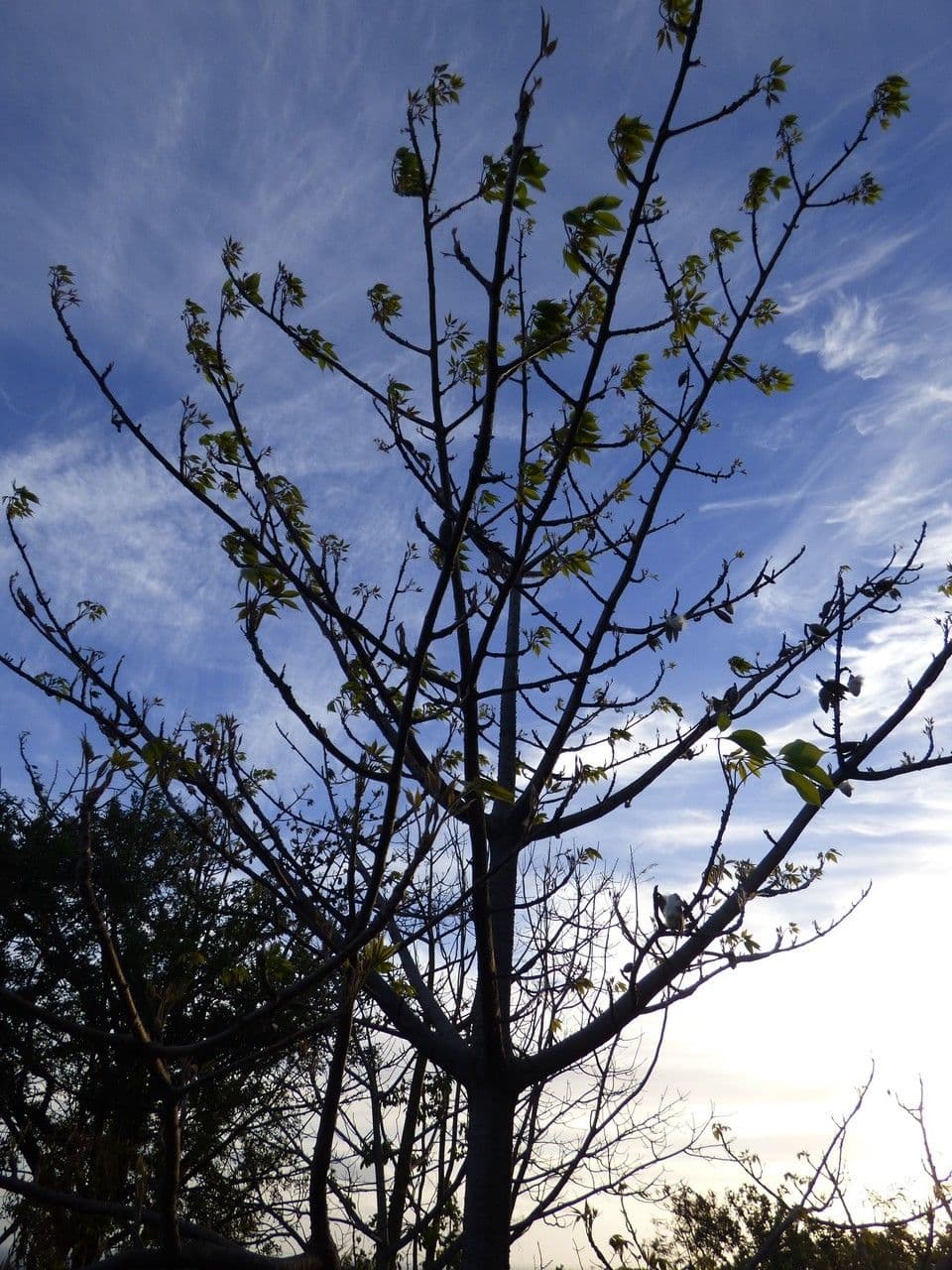 Albero del cotone 14
