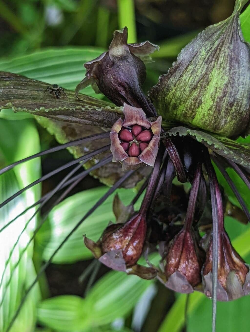 Tacca