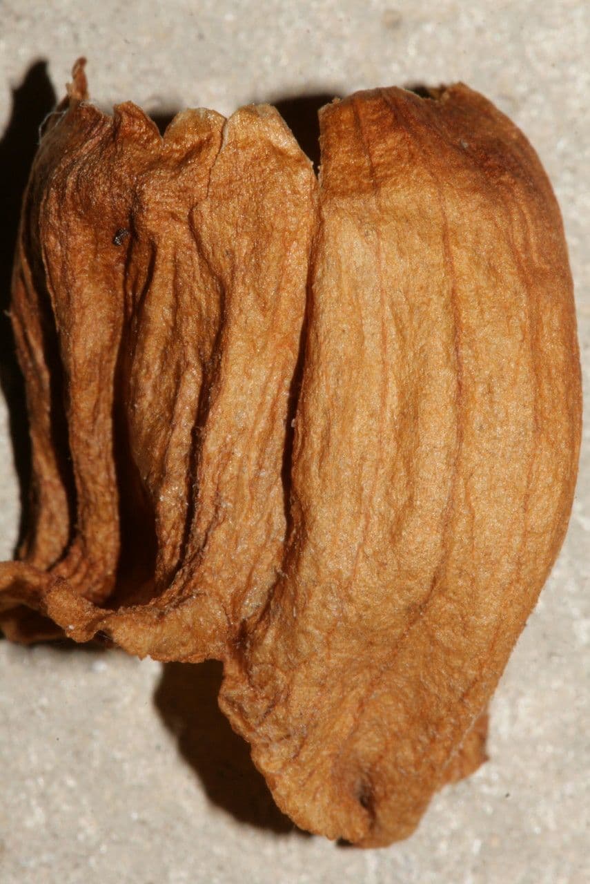 Orobanche del ginestrone 3