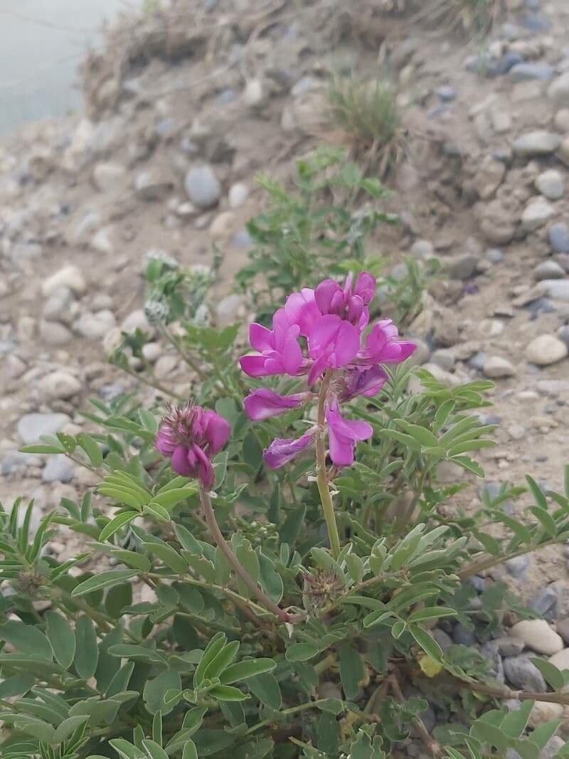 Hedysarum 3