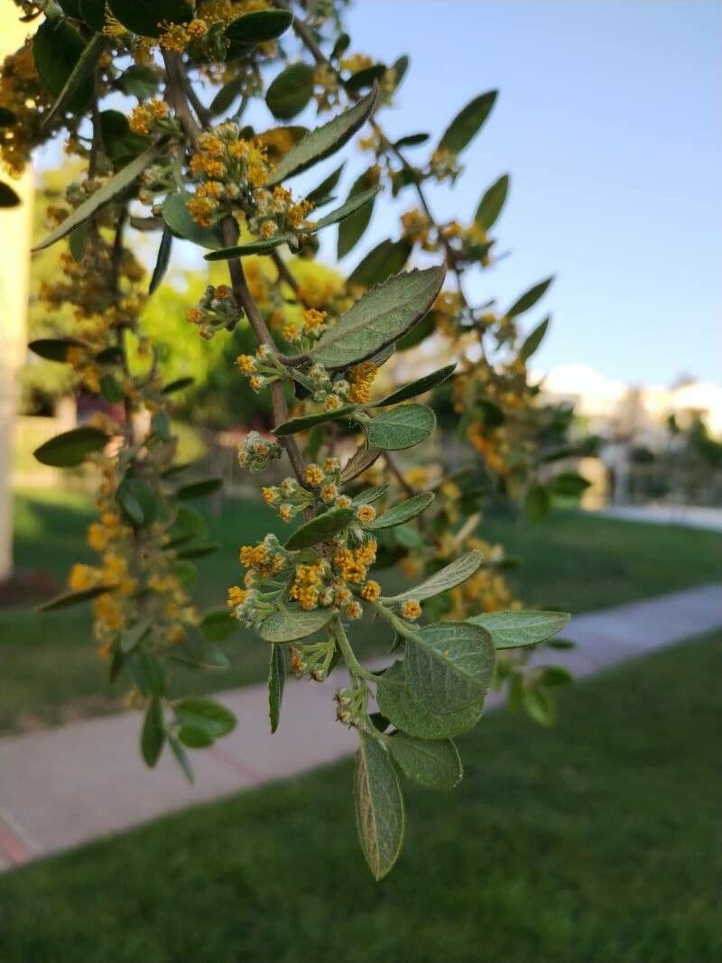 Azara dentata 4