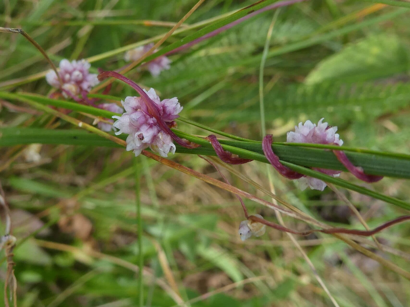 Cuscuta 21