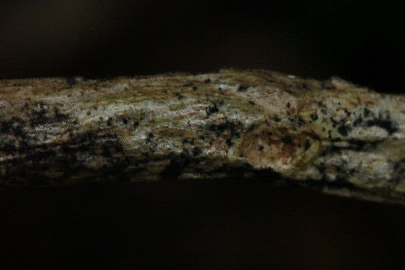 Ardisia crenata 24