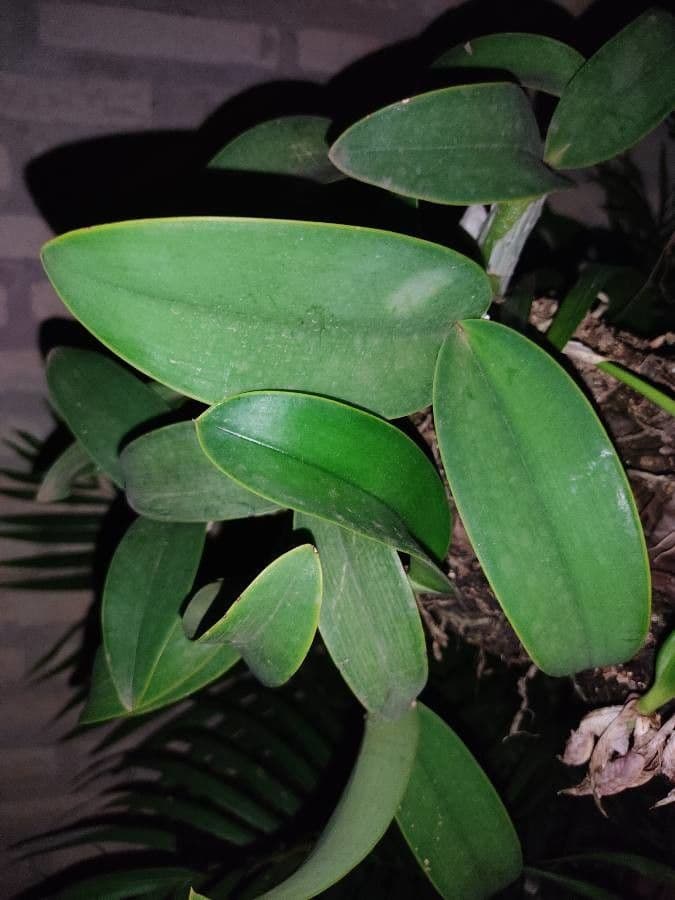 Cattleya 10