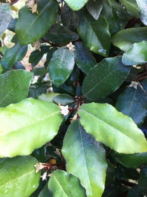 Elaeagnus 20