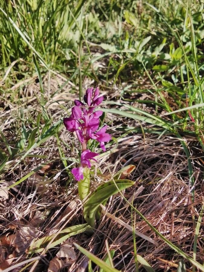 Stattliches Knabenkraut 15