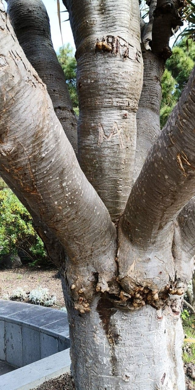 Dracaena 9