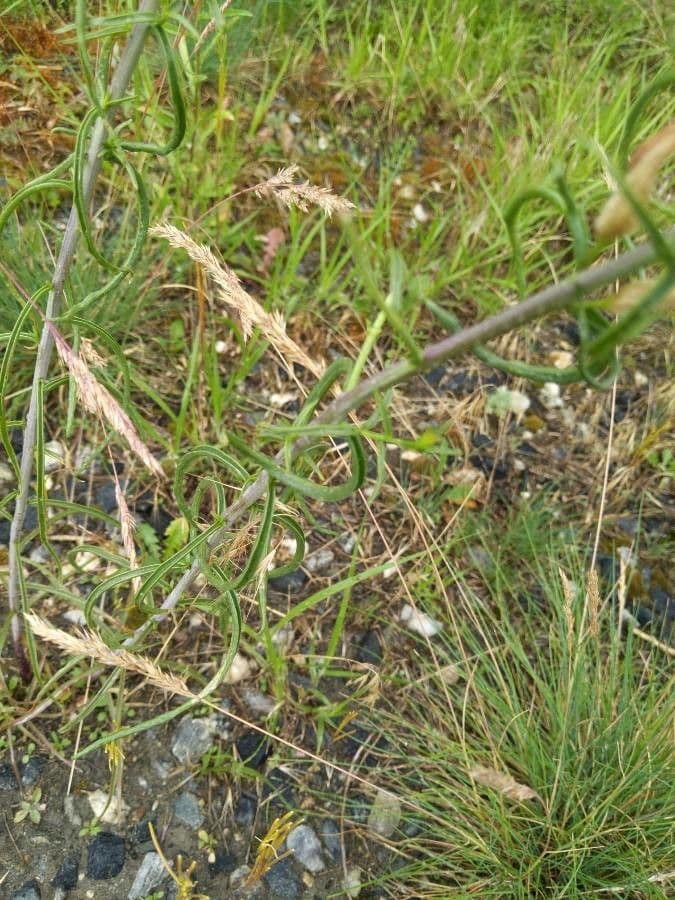Penstemon-Penstemon 15
