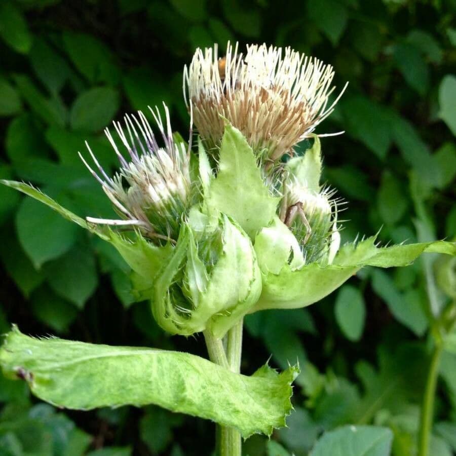 Kohldistel 9
