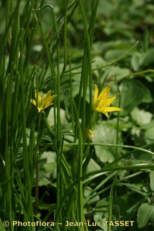 Gagea spathacea 19