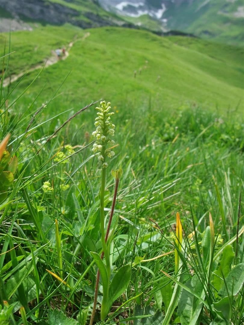 Weißzüngel 12