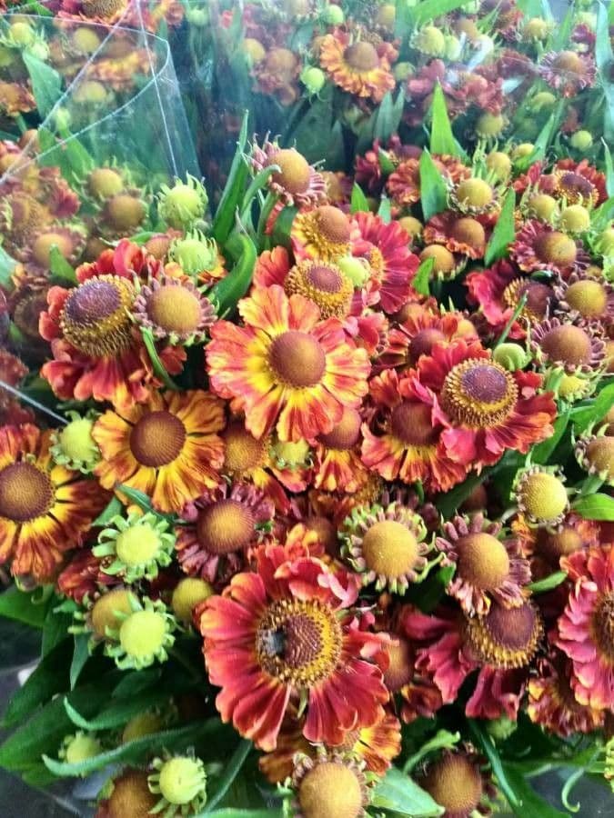 Helenium de otoño 13