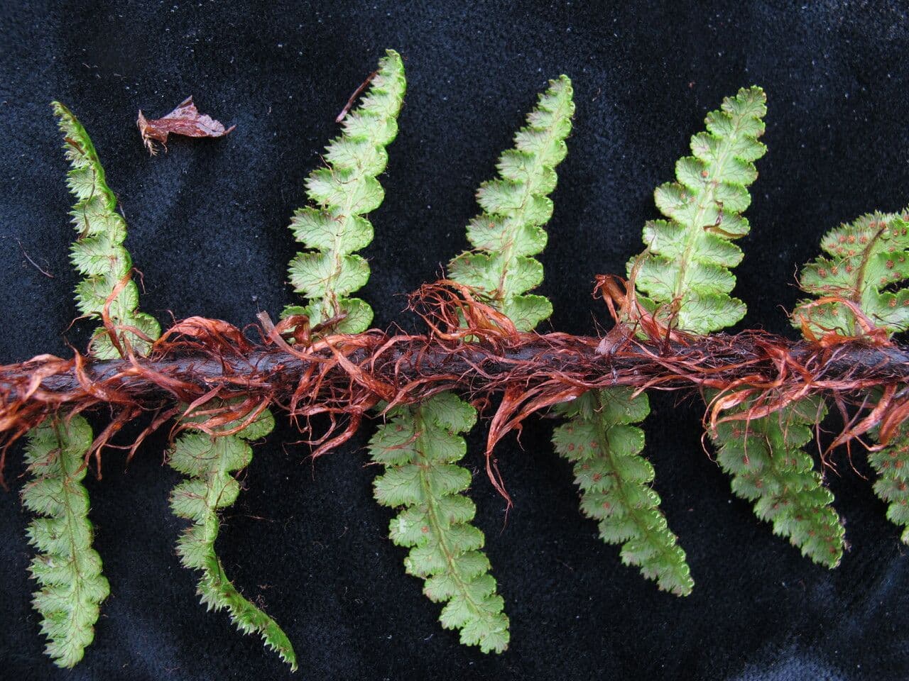 Athyrium 9