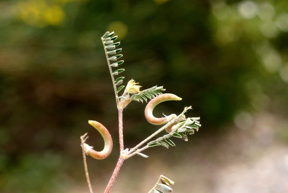 Astragalus hamosus 29