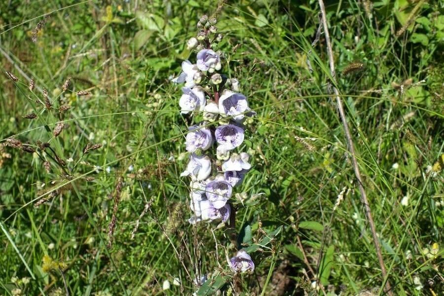 Angelonia integerrima