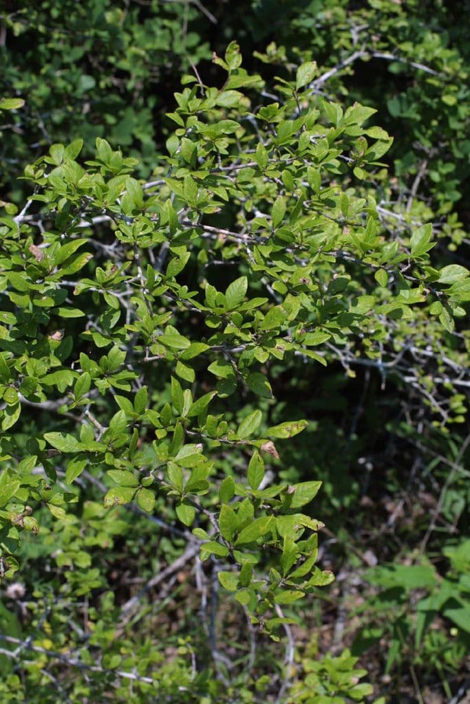 Forestiera ligustrina 3