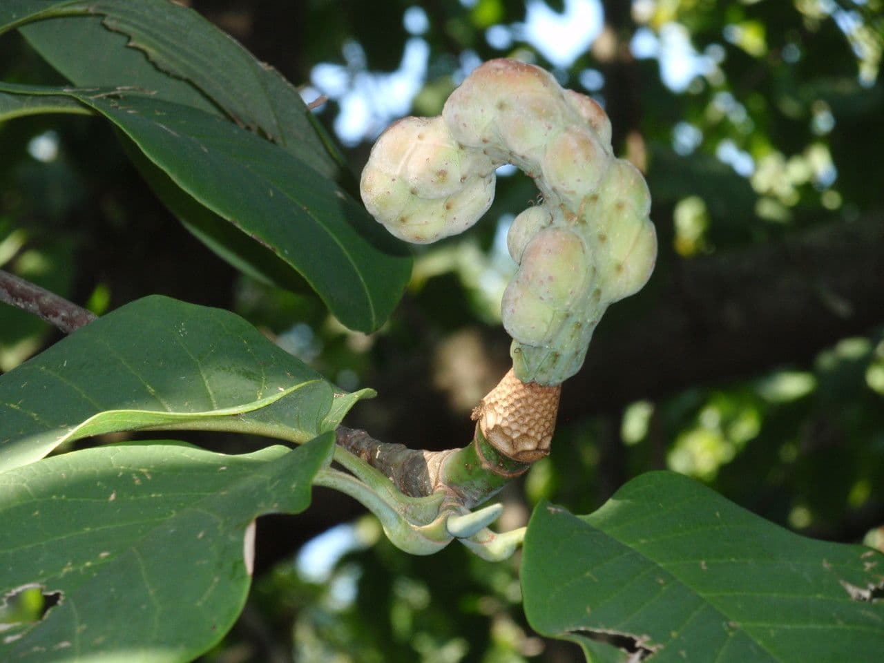 Magnolia di Campbell 3