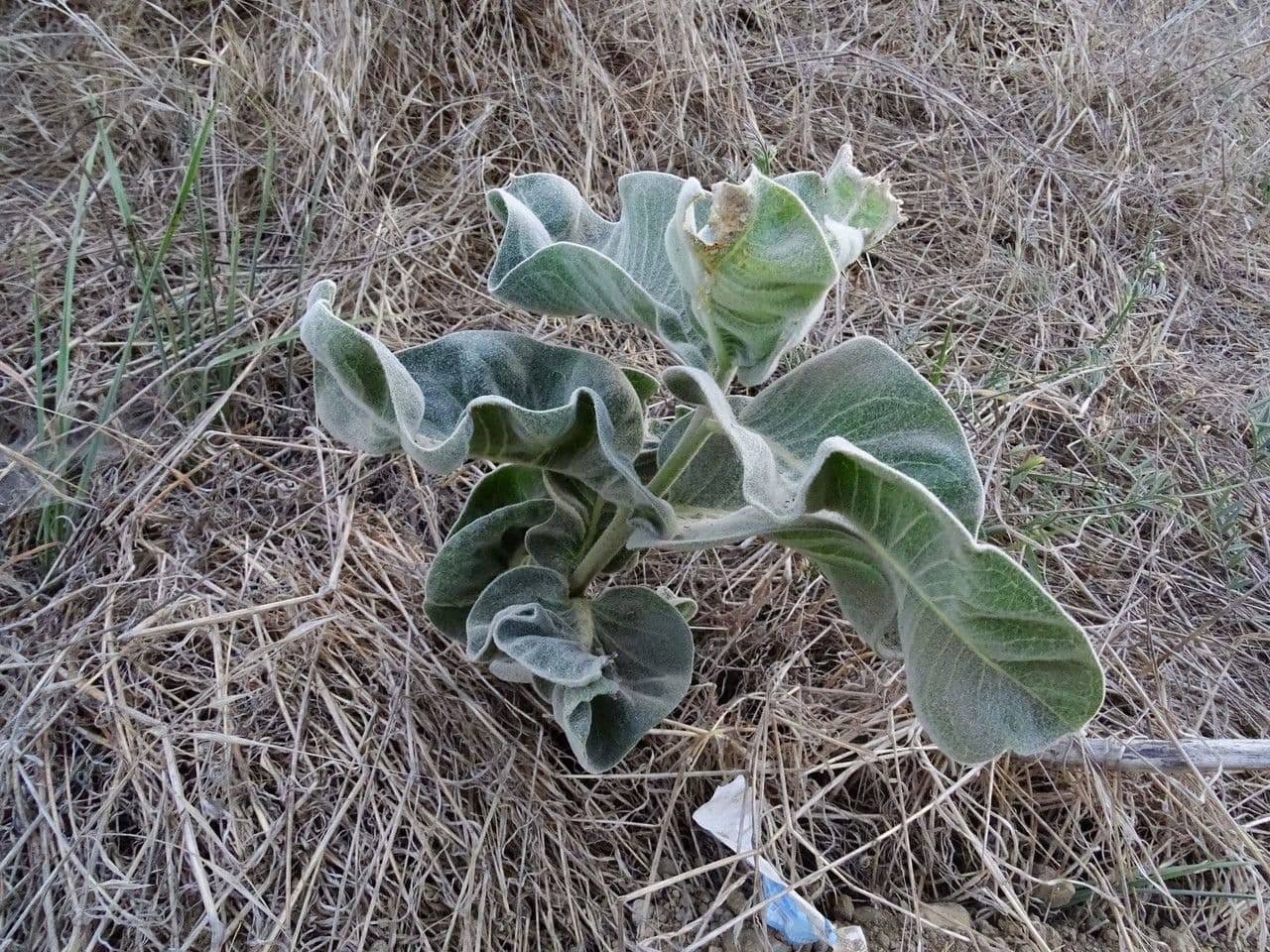 Asclepias 8