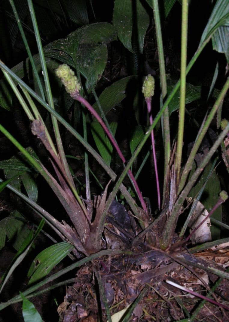 Dicranopygium ombrofilo 9