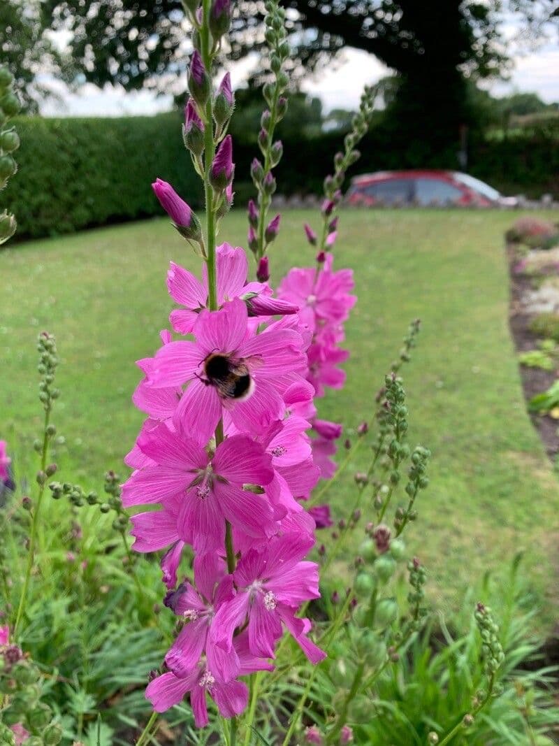 Sidalcea