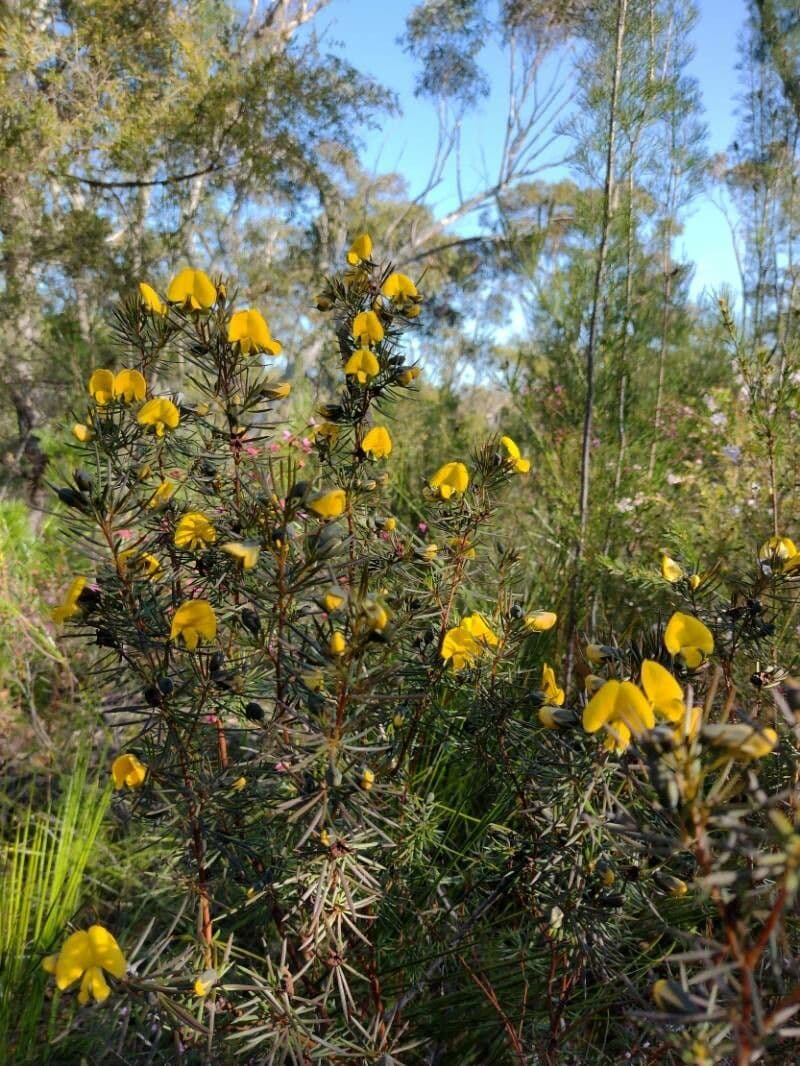 Gompholobium grandiflorum 5