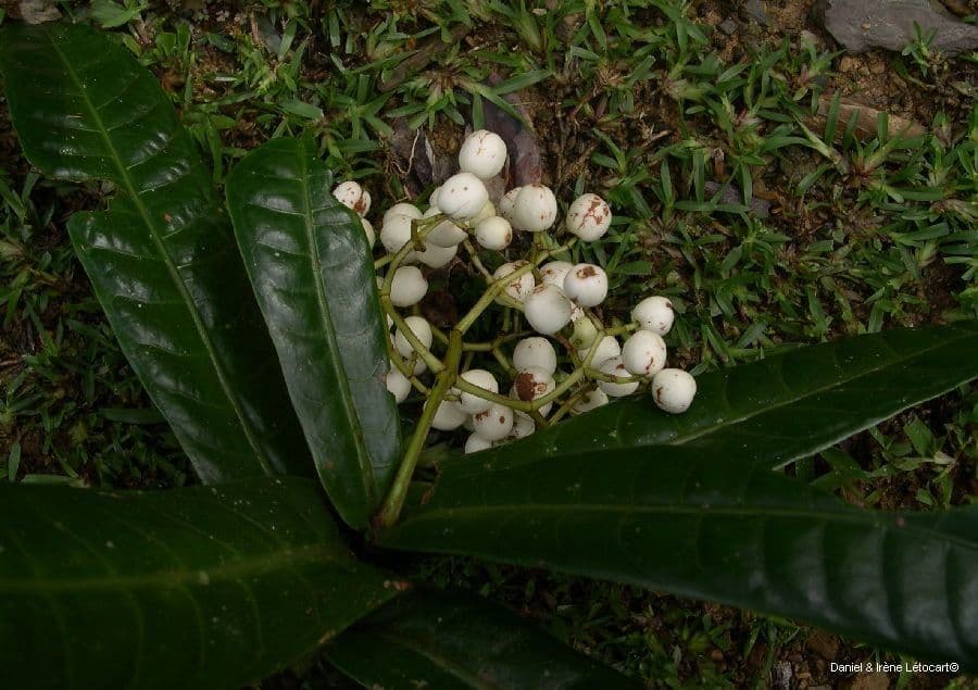 Psychotria 3