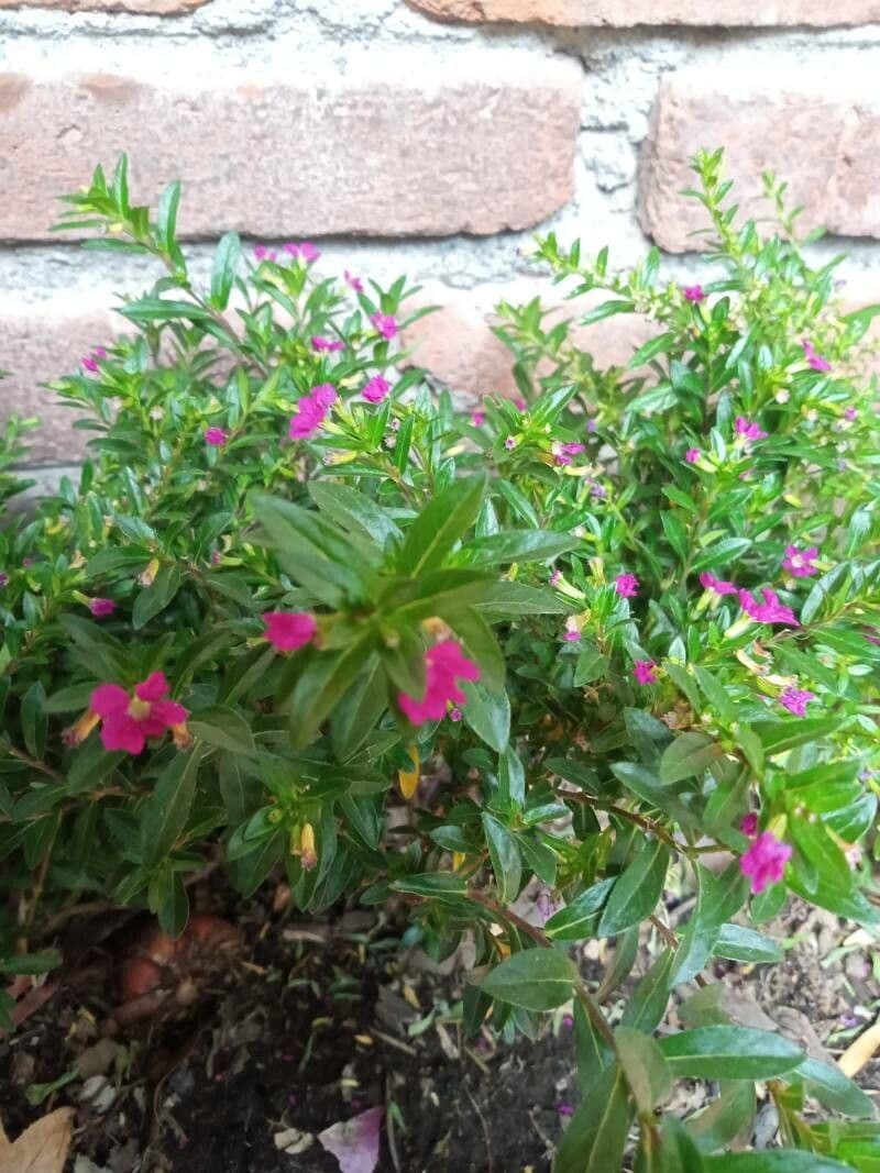 Cuphea 2