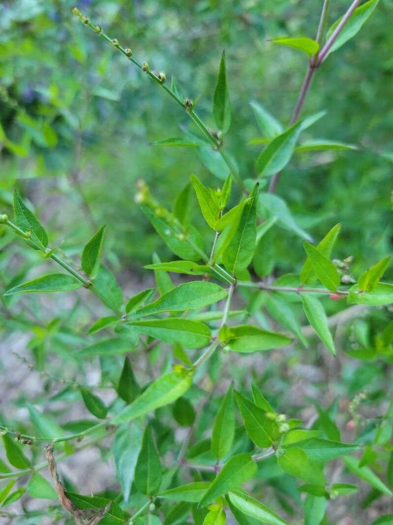 Anisacanthus 11