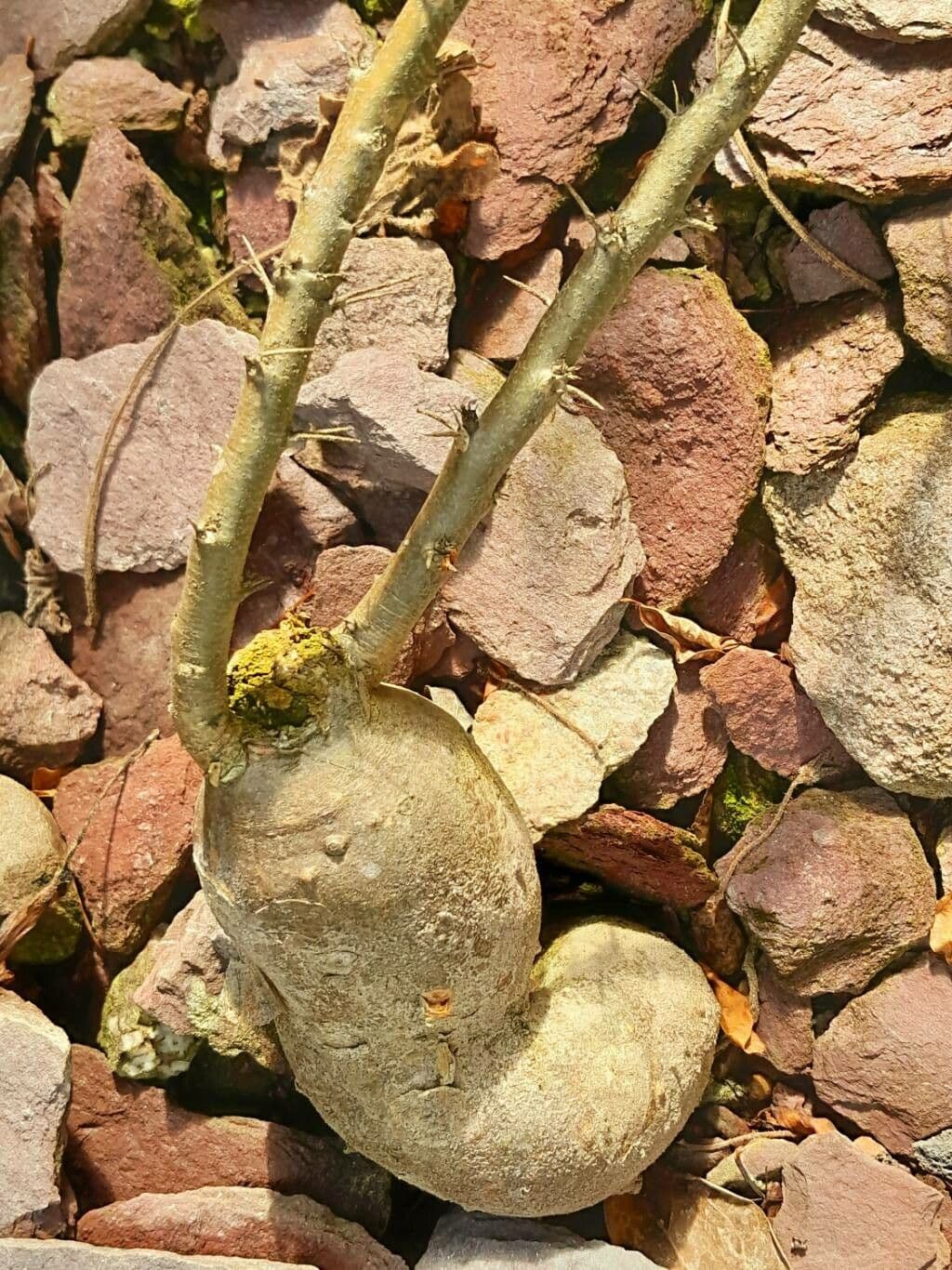 Pachypodium 3