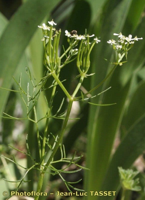 Scandice stellata 9