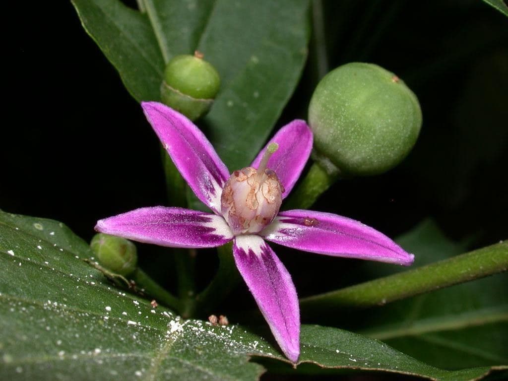 Lycianthes heteroclita 4