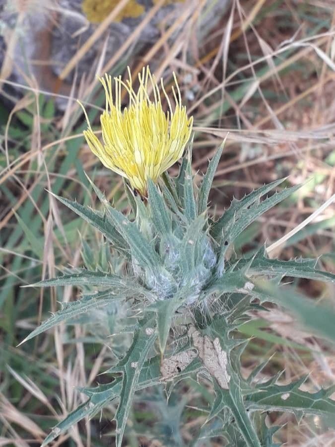 Cardo selvatico 10