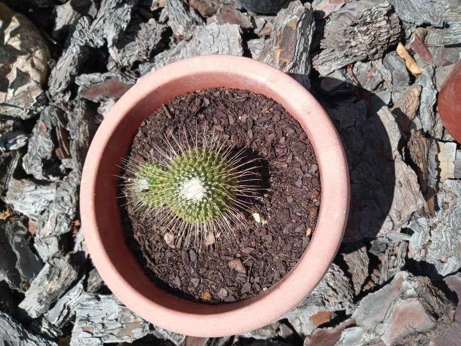 Mammillaria 5