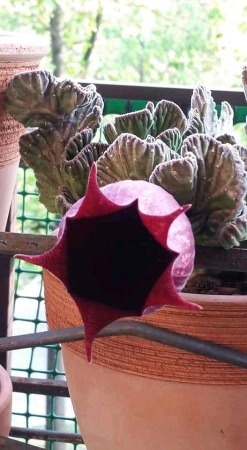 Stapelia