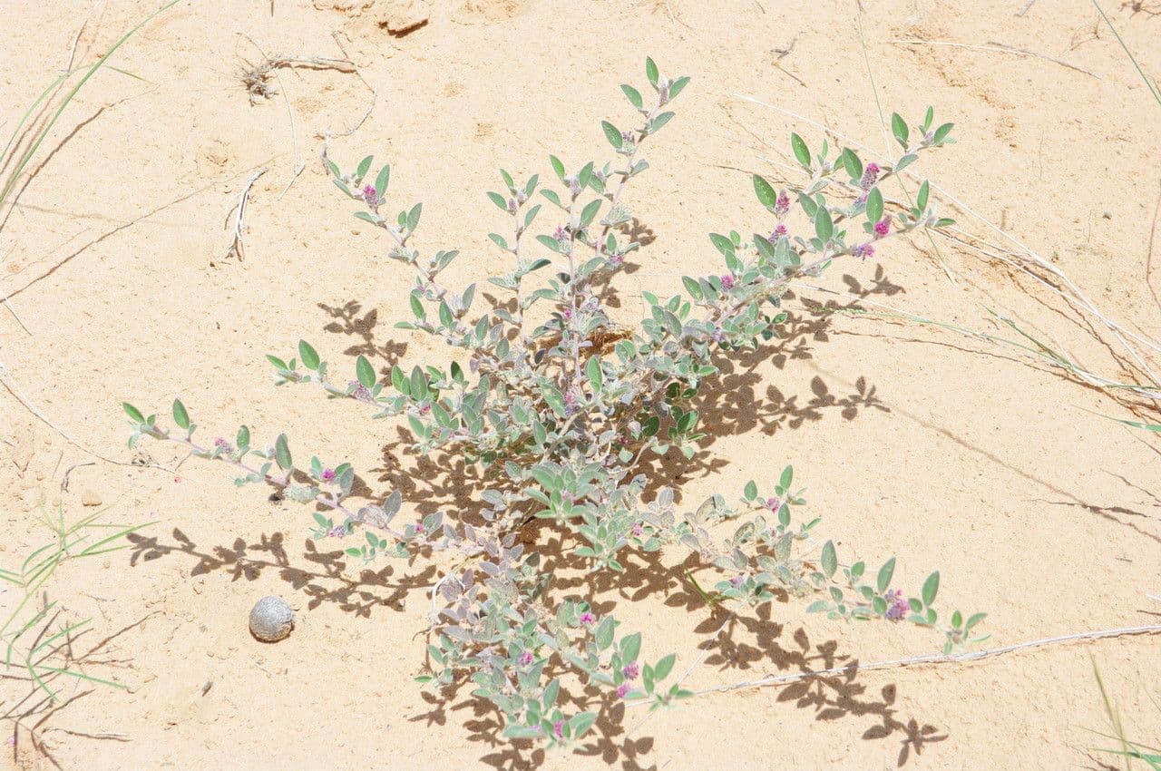 Indigofera diphylla 11