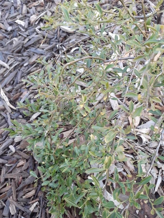 Lime australienne