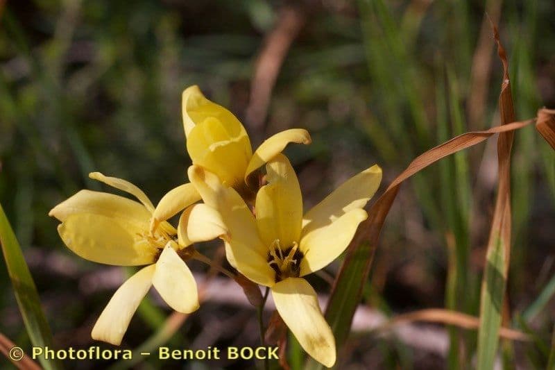 Ixia