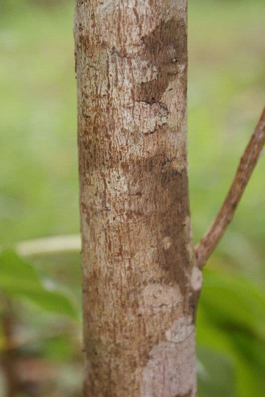Phyllanthus phillyreifolius 21