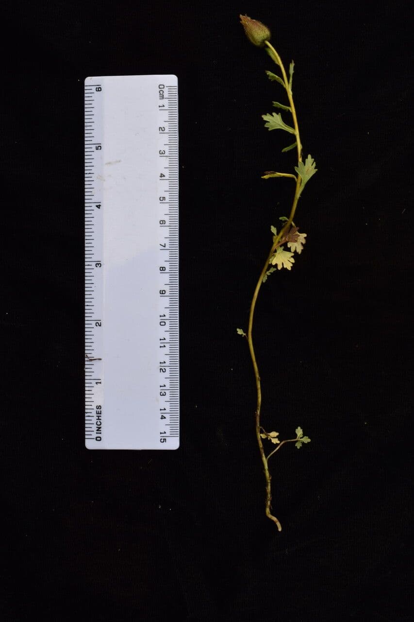 Cyananthus 13