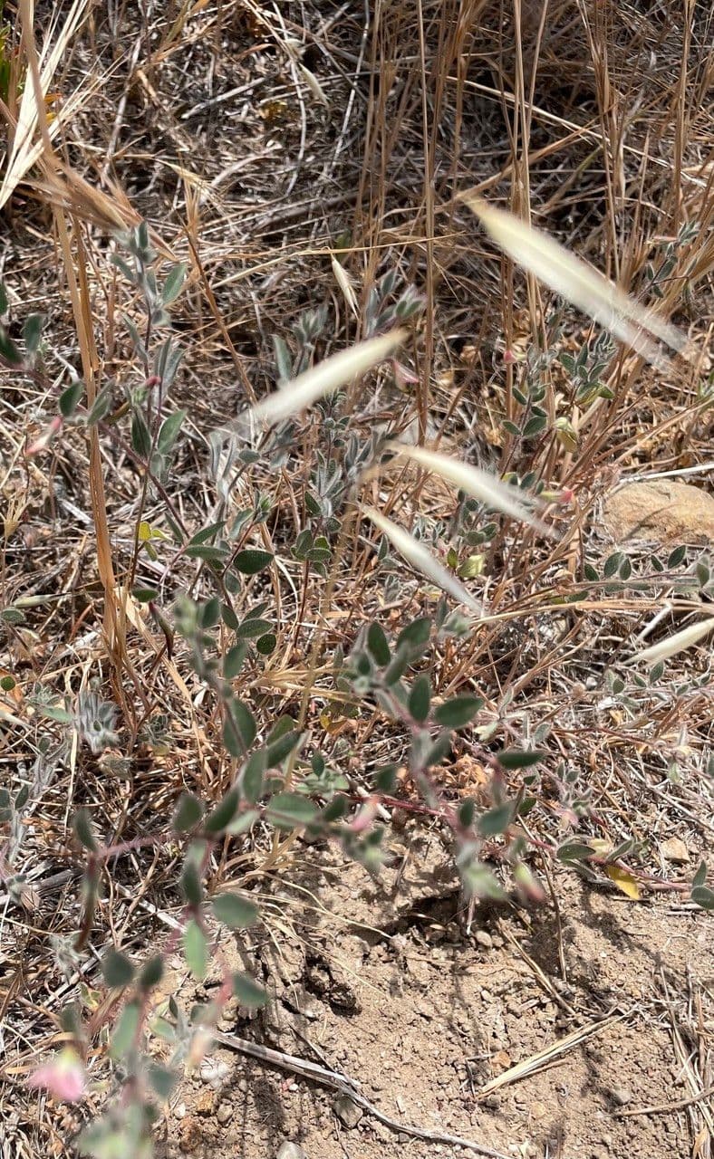 Acmispon americanus 7