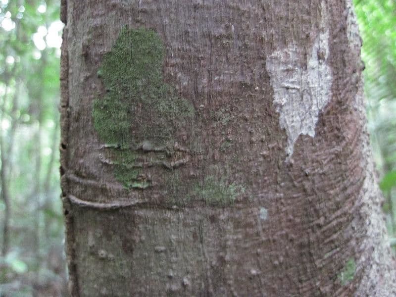 Trattinnickia