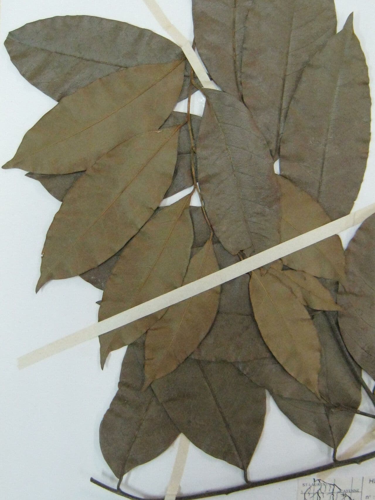 Geissospermum liscio 16