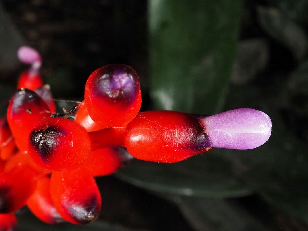 Aechmea 3
