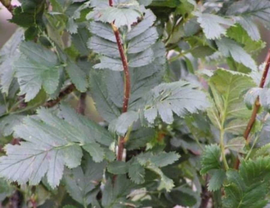 Sorbo pseudofennica 2