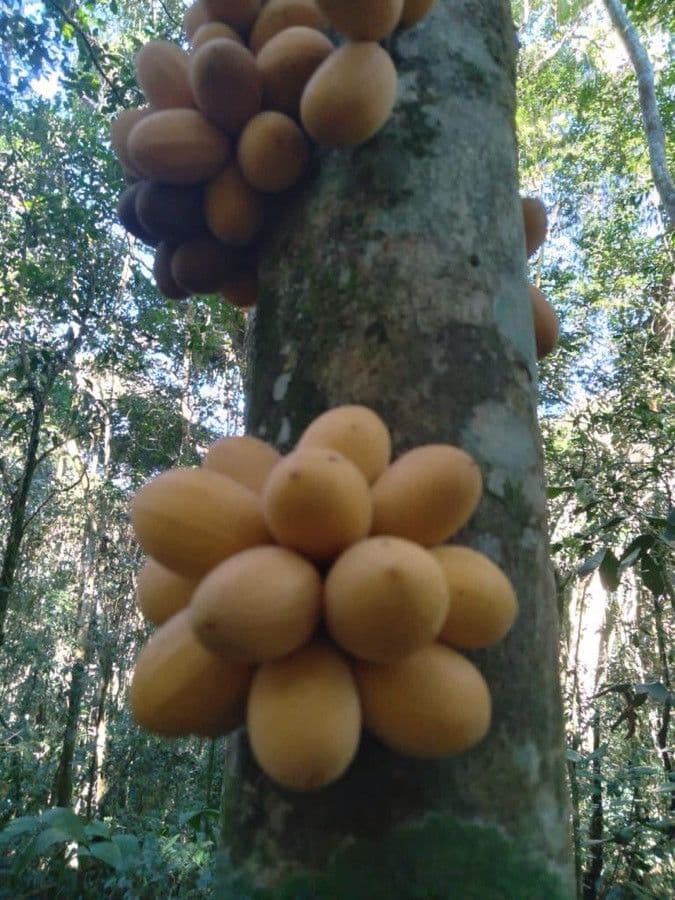 Pradosia milchig