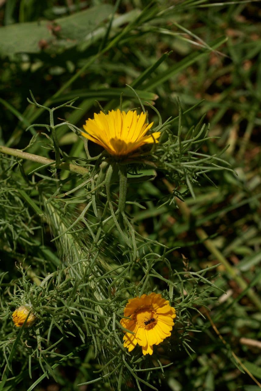 Camomilla araba 14